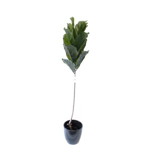 Single Stem Fiddle Leaf Fig Tree 1.6m With Fibreglass Pot