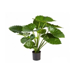 Alocasia Plant 75cm